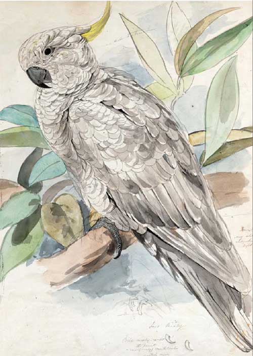 sulphur-crested-cockatoo