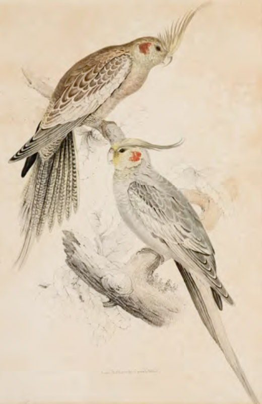 el_new-holland-parrakeet