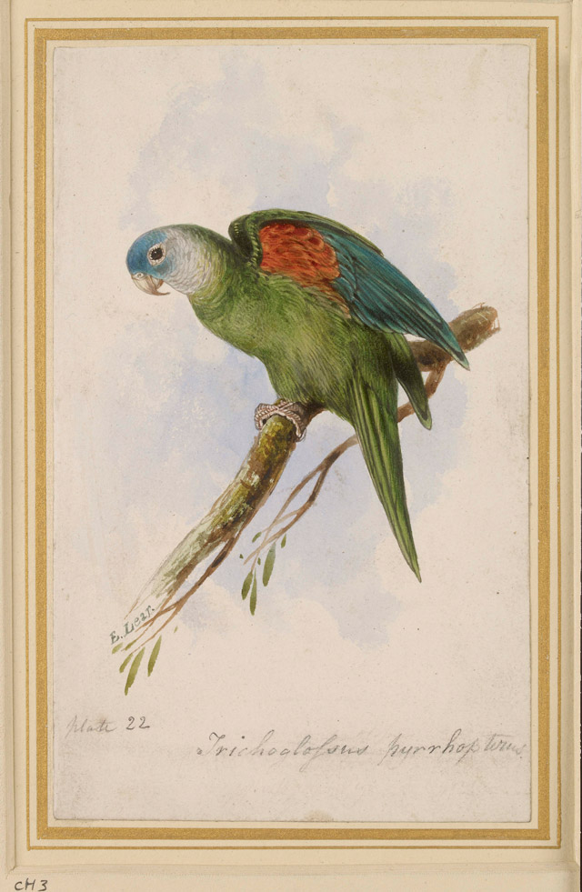 Orange-winged-Lorikeet-s